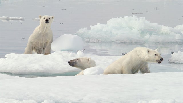 TOPSHOT-CANADA-ENVIRONMENT-NATURE-CLIMATE-ANIMAL-PHOTOESSAY 
